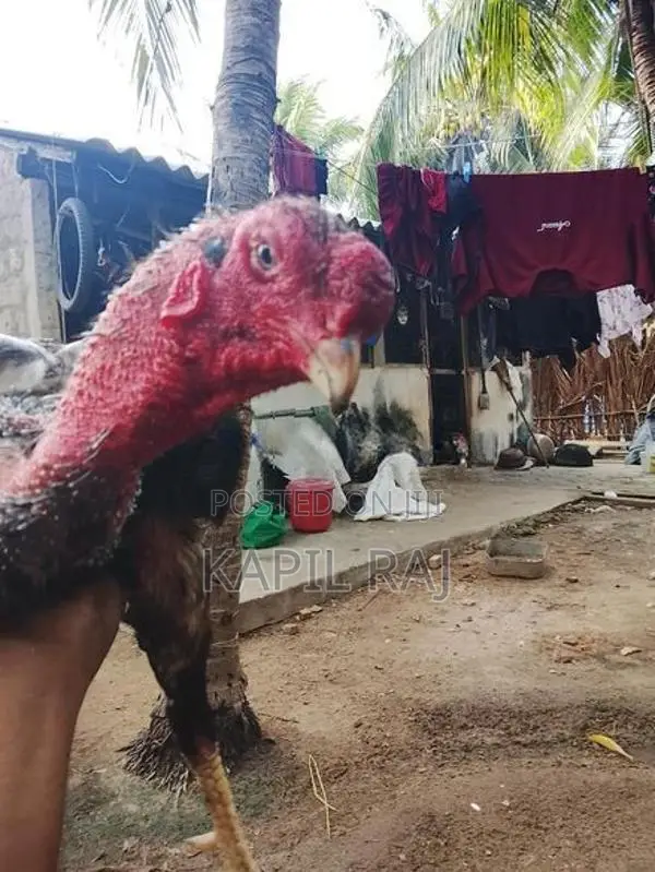 Velladiyan Rooster