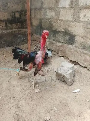 Velladiyan Rooster