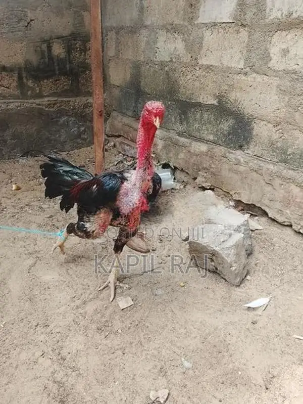 Velladiyan Rooster