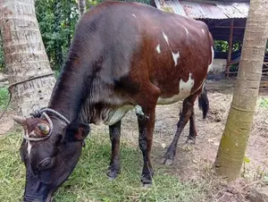 Milk Cow