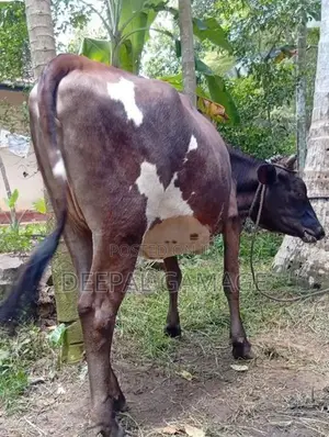 Milk Cow