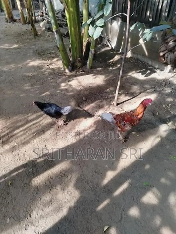 Kolikal