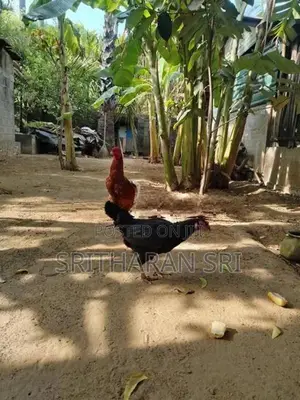 Kolikal