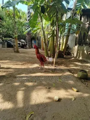 Kolikal