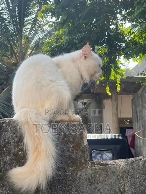 Persian Male Cat