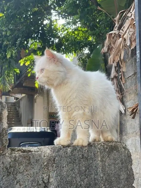 Persian Male Cat