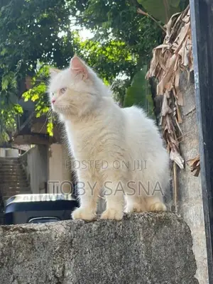 Persian Male Cat