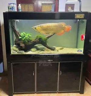 Fish Tank