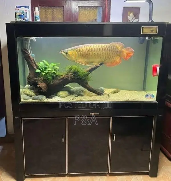 Fish Tank