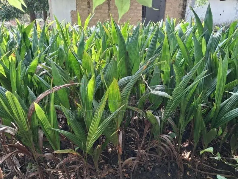 தென்னம் பிள்ளை