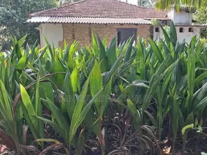 தென்னம் பிள்ளை
