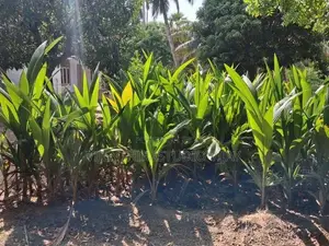 தென்னம் பிள்ளை