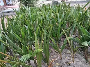தென்னம் பிள்ளை