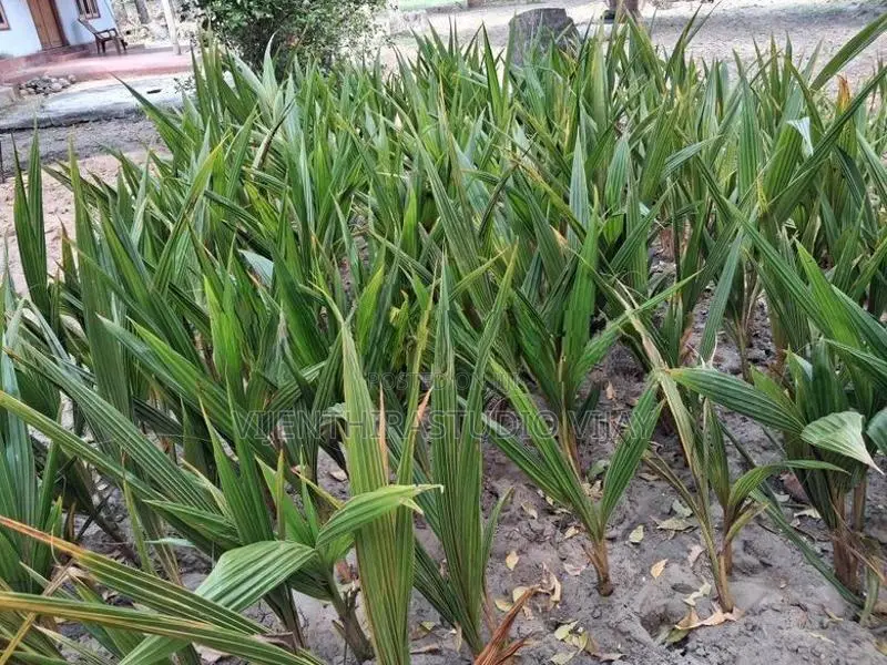 தென்னம் பிள்ளை
