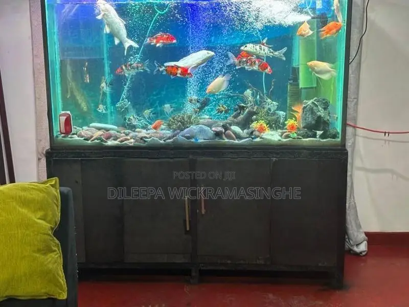 Aquarium Tank 6 Ft