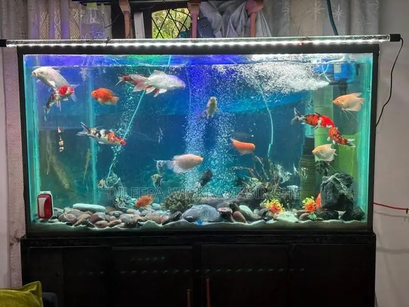 Aquarium Tank 6 Ft