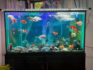 Aquarium Tank 6 Ft