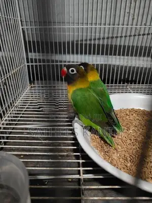 African Love Birds