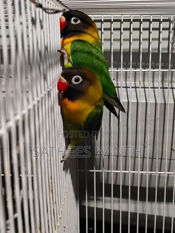 African Love Birds