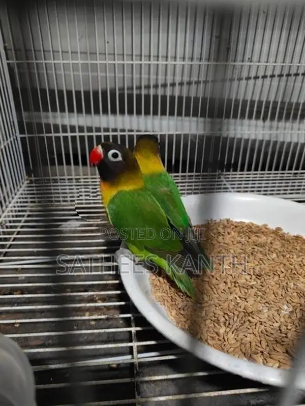 African Love Birds