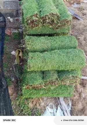 තණකොළ පැදුරු