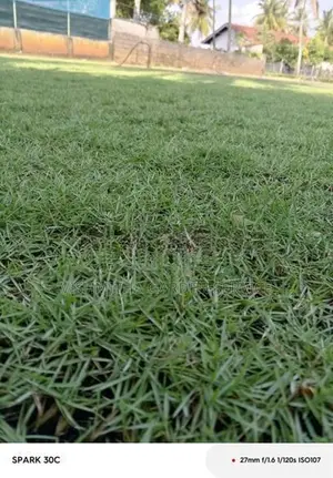 තණකොළ පැදුරු
