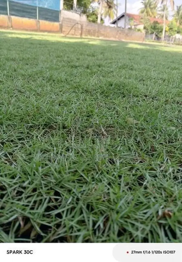 තණකොළ පැදුරු