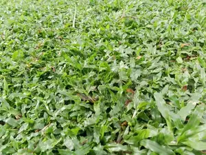 තණකොළ පැදුරු