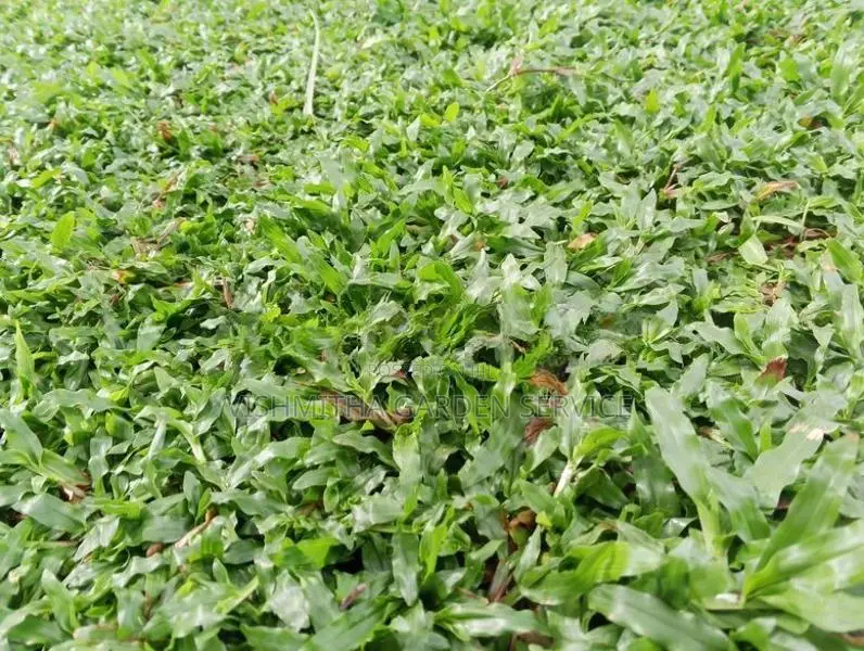තණකොළ පැදුරු