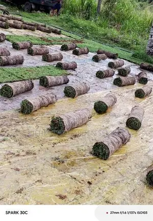 තණකොළ පැදුරු