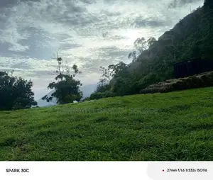 තණකොළ පැදුරු