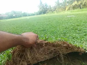 Grass Carpet