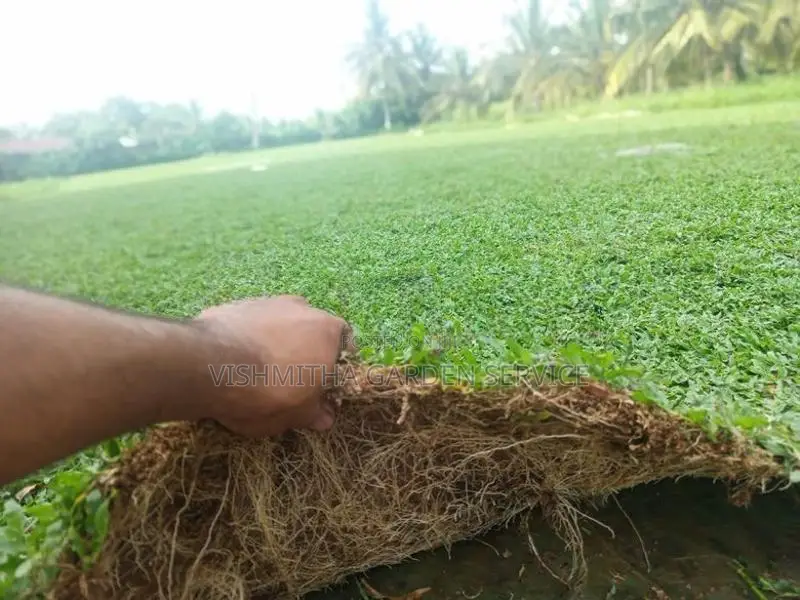 Grass Carpet