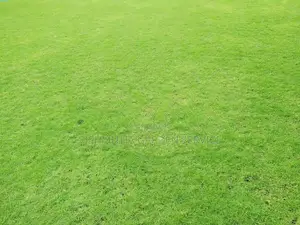 Grass Carpet