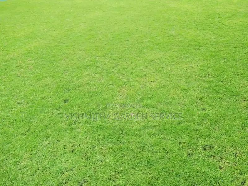 Grass Carpet