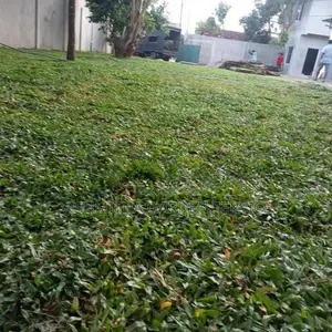 Grass Carpet