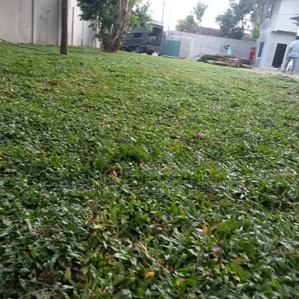 Grass Carpet