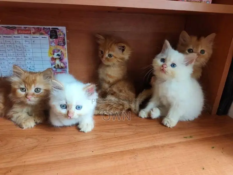 Persian Kittens