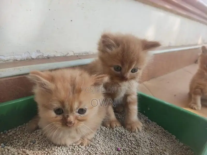 Persian Kittens