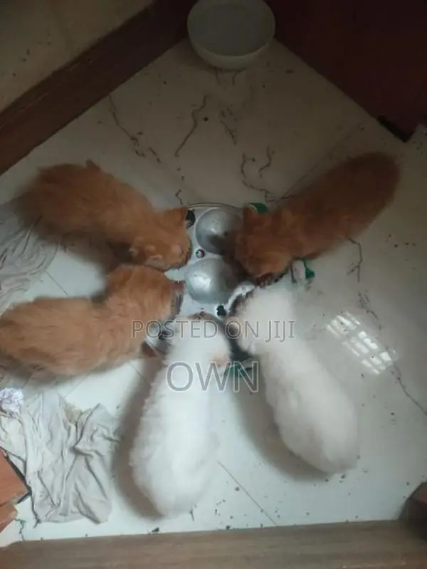 Persian Kittens