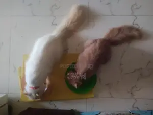 Persian Kittens