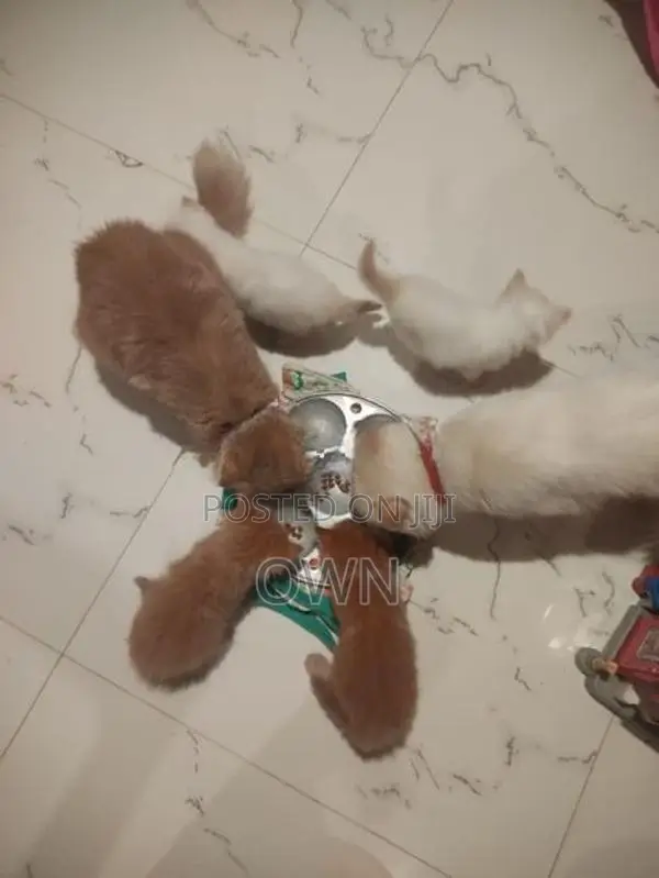 Persian Kittens