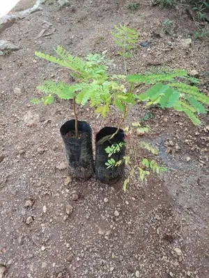 මැයි මාර පැල
