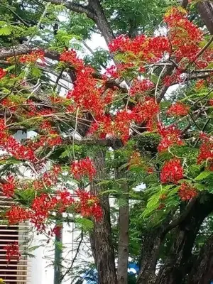 මැයි මාර පැල
