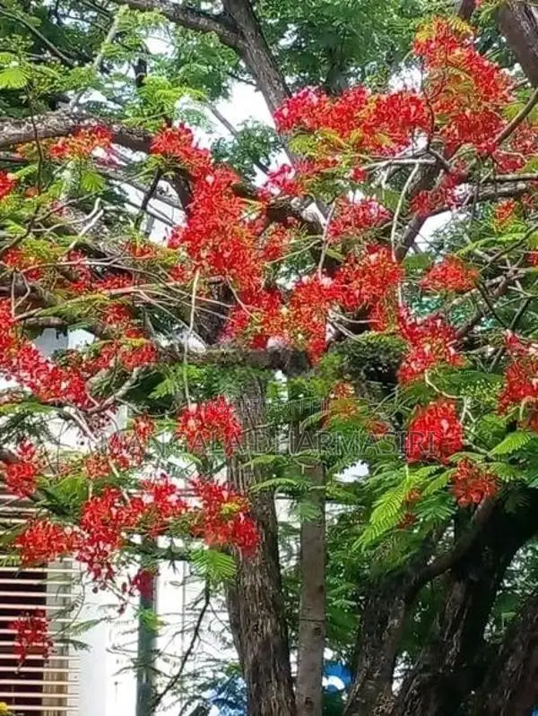 මැයි මාර පැල