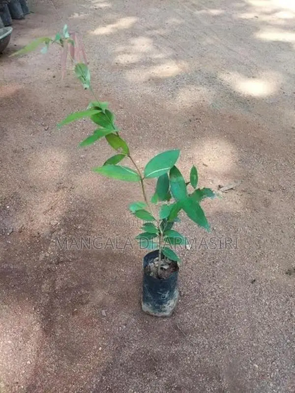රොබොරෝසියා පැල