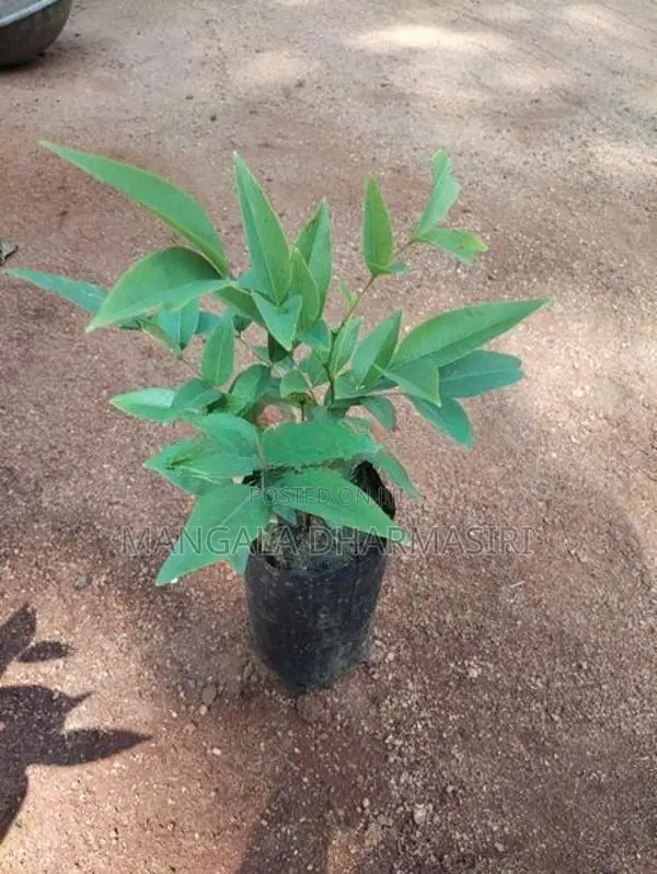 රොබොරෝසියා පැල
