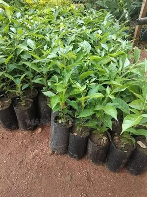රොබොරෝසියා පැල