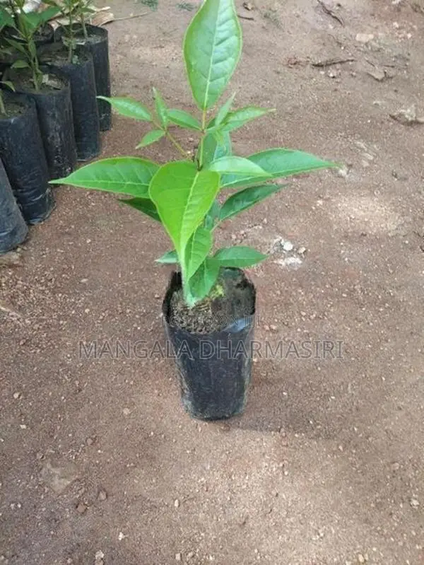 රොබොරෝසියා පැල