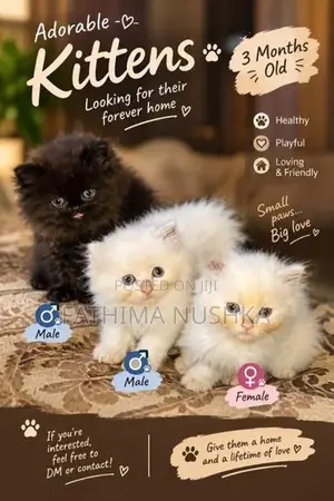 Persian Cats